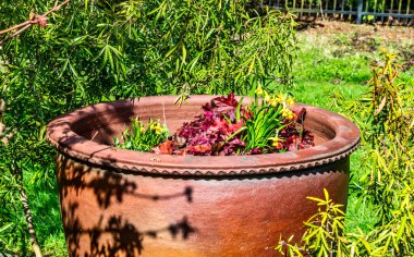 Bahar çiçekleri Seatac, Washington 'da bir bahçede dev bir kil çiçek direğinde yetişir..