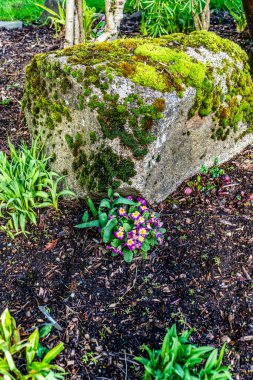 Seatac, Washington 'daki bir bahçedeki yosunlu kayanın altındaki çiçek manzarası.