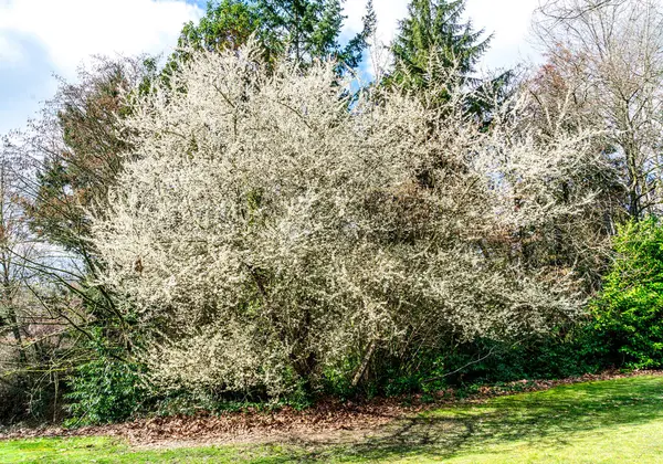 A giant tree of spring blossoms in Seatac, Washington..