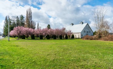 A view of blooming cherry trees and a barn near La Conner, Washington. clipart