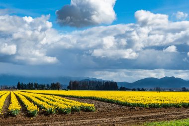 A view of brilliant Daffodils in a field with treess behind. Near La Conner, Washington. clipart