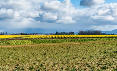 A view of rows of brillian Daffodils near La Coner, Wahsington. clipart