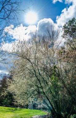 Seatac, Washington 'da bahar kiraz çiçeklerinin üzerinde parlak bir güneş süzülüyor.