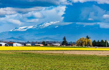 Arkasında çiftlik binaları olan bir tarladaki parlak nergislerin manzarası. La Conner, Washington yakınlarında..