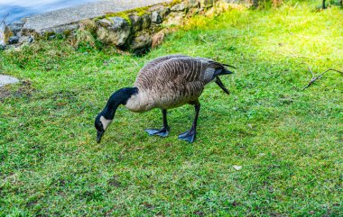 Washington 'daki Aldatma Geçidi Eyalet Parkı' ndaki Cranberry Gölü 'ndeki Kanada Kaz' ının detaylı bir görüntüsü..