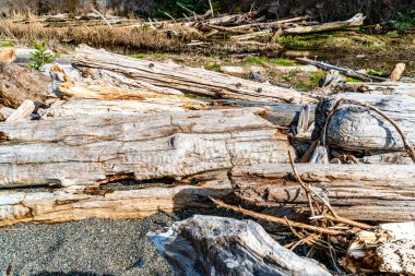 A close-up shot of driftwood at Rosario Beach at Deception Passs State Park in Washington State. clipart