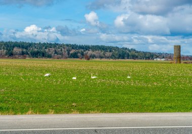 Kar Kazları La Conner, Washington yakınlarındaki bir tarlada.