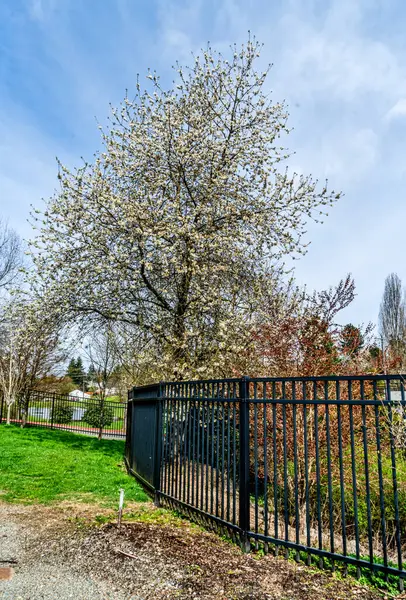 Seatac, Washington 'da çit manzarası ve bahar çiçekleri.