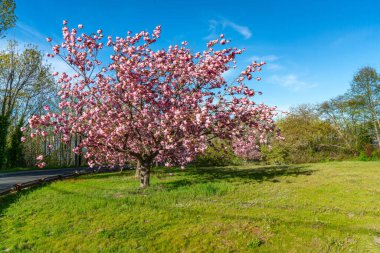 Batı Seattle, Washington 'da bahar çiçekleriyle dolu bir ağaç..