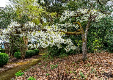 Washington, Seatac 'ta bir bahçedeki ağaçta beyaz çiçekler açıyor..