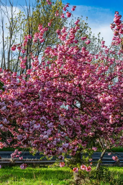Μια Αφθονία Από Ροζ Ανοιξιάτικα Άνθη Στο Δυτικό Σιάτλ Ουάσιγκτον — Φωτογραφία Αρχείου