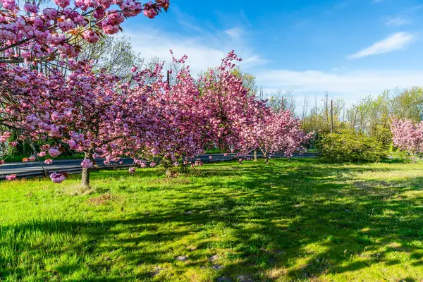 ワシントン州ウェストシアトルに豊富なピンクの春の花 — ストック写真