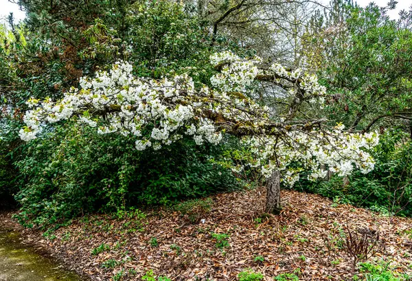 Λευκοί Φυσητήρες Ανθίζουν Ένα Δέντρο Έναν Κήπο Στο Seatac Ουάσιγκτον — Φωτογραφία Αρχείου
