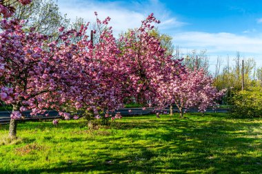 Batı Seattle, Washington 'da pembe bahar çiçekleri bolluğu.
