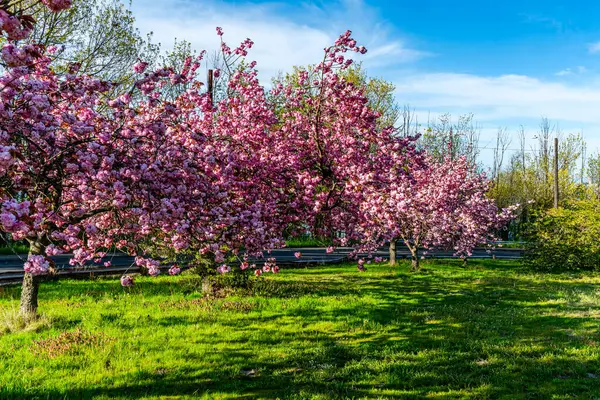 华盛顿州西西雅图盛开了大量的粉色春花 — 图库照片
