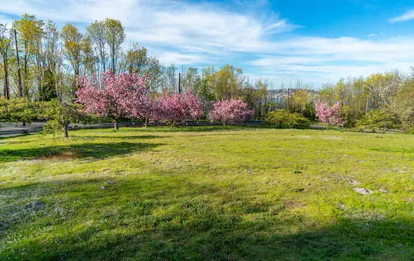 Pohled Jarní Stromy Plném Květu Západním Seattlu Washington — Stock fotografie