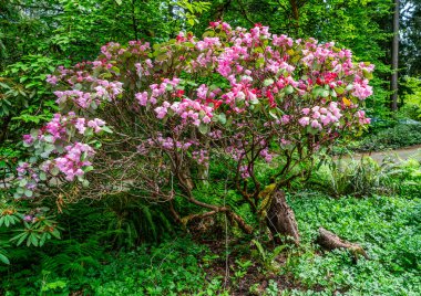 Federal yoldaki bir bahçede pembe çiçekler, Washington.