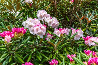 Yakın plan beyaz ve pembe Rhododendron çiçekleri..