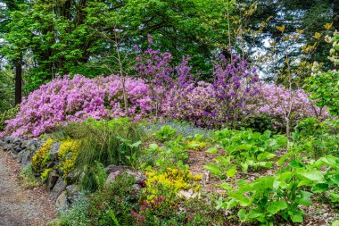 Federal Yol, Washington 'da farklı renklerde çeşitli çiçekler..