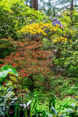 Çiçekler Federal Yol 'da, Washington' da her yerde..
