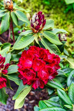 Washington Federal Yolu 'ndaki bir bahçede koyu kırmızı Rhododendron çiçeklerinin yakın plan çekimi..