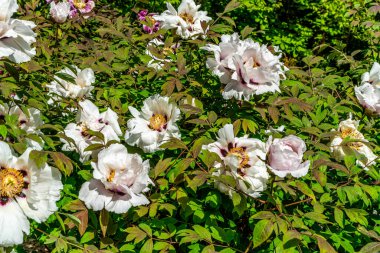 Washington Federal Yolu 'ndaki bir bahçede beyaz bir çiçeğin yakın plan fotoğrafı..
