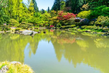 Seattle, Washington 'da bir Japon bahçesinde bir gölet..