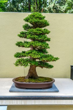 Feeral Yolu, Washington 'daki bir bahçede yalnız bir Bonsai ağacı..