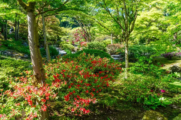 Bir patika Seattle, Washington 'da bir Japon bahçesinde çiçek..
