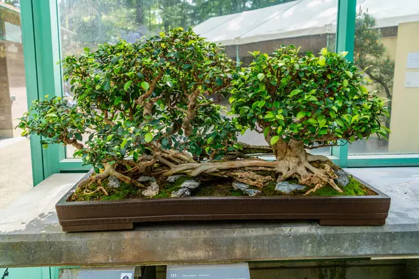 Federal yoldaki bir bahçede iki Bonsai ağacı, Washington.