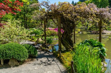 Seattle, Washington 'da bir Japon bahçesinde bir gölet..