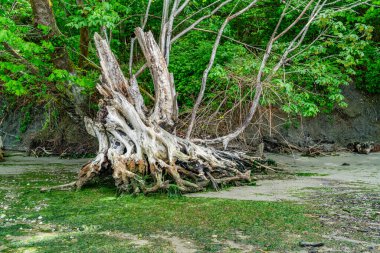 Dash Point, Washington 'da büyük bir ağaç kütüğü..
