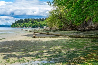 Washington 'daki Dash Point Eyalet Parkı' nda sahil manzarası ve Puget Sound..