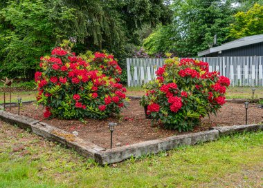 Kızıl Rododendron çiçekleri Normandiya Parkı, Washington 'da bir ön bahçede çalılık oluşturuyor..