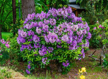 Mor Rhododendron çiçek çalıları Normandy Park, Washington 'da bir ön bahçede.