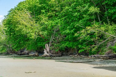 Washington 'daki Dash Point Eyalet Parkı' nın kıyısında ağaçlar var..