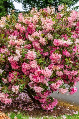 Pembe Rhododendron çiçek çalıları Normandy Park, Washington 'da bir ön bahçede.