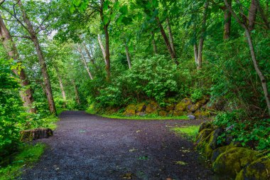 Burien, Washington 'daki Seahurst Sahil Parkı' nın etrafındaki yeşil ağaçlar....