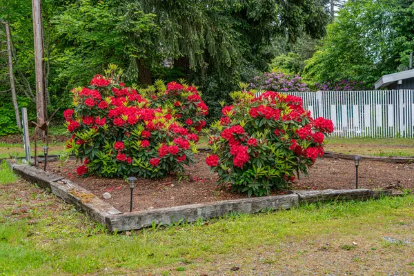 Kızıl Rododendron çiçekleri Normandiya Parkı, Washington 'da bir ön bahçede çalılık oluşturuyor..