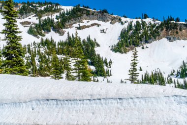 Washington 'da Chinook Geçidi' nin tepesinde kar ve ağaçlar bir tepeyi kaplamaz..
