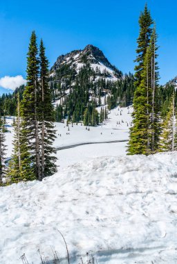 Washington 'da Chinook Geçidi' nin tepesinde kar ve ağaçlar bir tepeyi kaplamaz..
