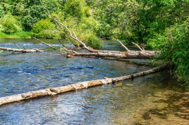 Washington 'da devrilmiş ölü ağaç olan Yeşil Nehir manzarası.