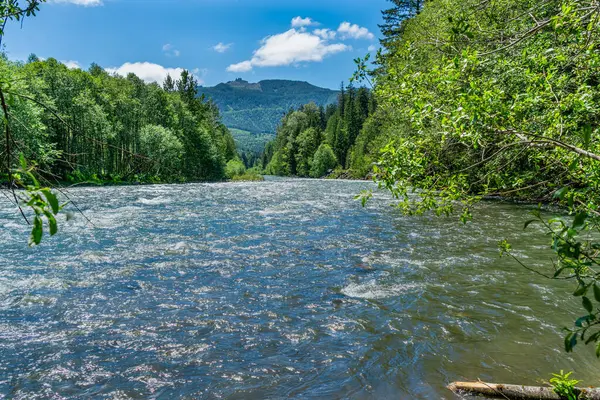 Washington 'da, HIghway 410 yakınlarındaki Beyaz Nehir' de ağaçlar var..