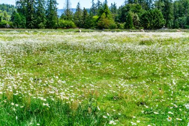 Washington 'daki Green River Vadisi' nde kır çiçeklerinin manzarası.