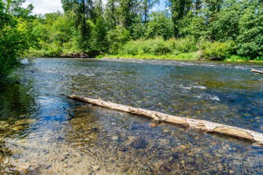 Washington 'da ağaçlı Yeşil Nehir manzarası.