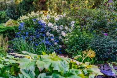 Seatac, Washington 'da bir bahçede parlak mavi ve beyaz çiçekler..