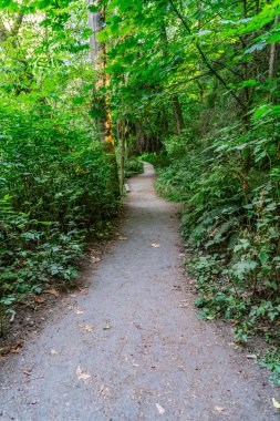 Dash Point, Washington 'da bir patika ve ağaçlar.