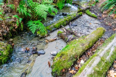 Dash Point, Washington 'daki bir derenin yakın çekim görüntüsü..