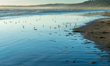 Moclips, Washington 'da deniz kuşları beslenir ve dalgalardan uzak durur..