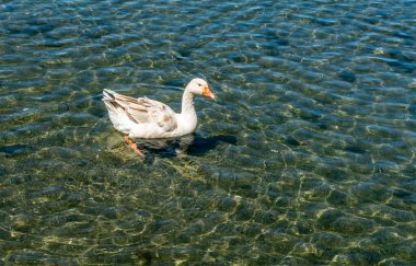 Seattle 'da Washington Gölü' nde beyaz bir kaz yüzüyor..